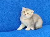 Scotti̇sh Fold Ponçi̇k Tesli̇me Hazirdir