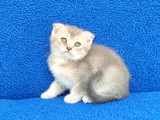 Scotti̇sh Fold Ponçi̇k Tesli̇me Hazirdir