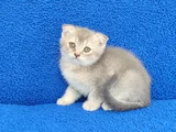 Scotti̇sh Fold Ponçi̇k Tesli̇me Hazirdir