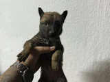 Belçi̇ka Mali̇ Yavrularimiz Hazir