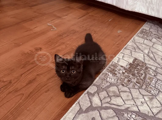 British Shorthair  Dişi Ücretsiz Sahiplendirme görsel