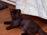 British Shorthair  Dişi Ücretsiz Sahiplendirme