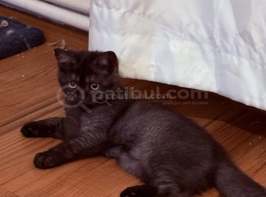British Shorthair  Dişi Ücretsiz Sahiplendirme görsel