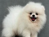 AYI SURAT TEACUP POMERANİAN BOO YAVRULARIMIZ