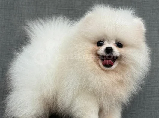 Ayi Surat Teacup Pomerani̇an Boo Yavrularimiz