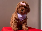 TOY POODLE BEBEKLER HAZIR