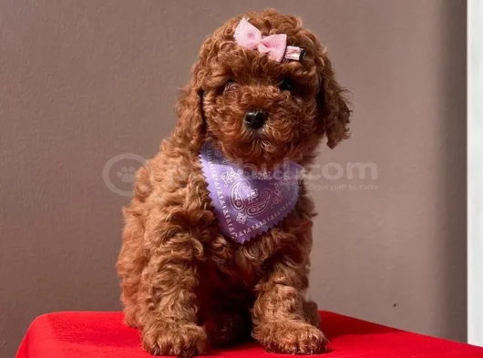 Toy Poodle Bebekler Hazir