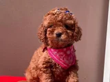 Toy Poodle Bebekler Hazir