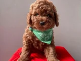 Toy Poodle Bebekler Hazir