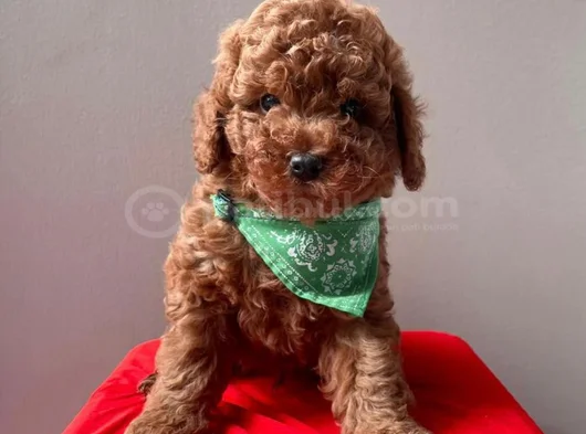 Toy Poodle Bebekler Hazir görsel