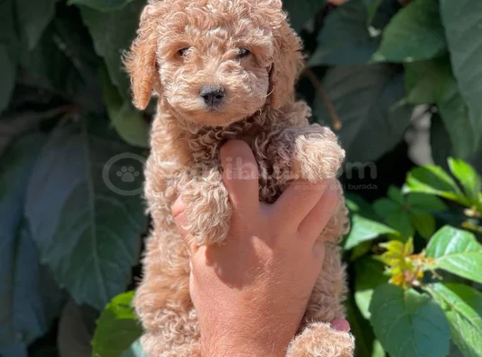 Toy Poodle Bebekler Hazir görsel