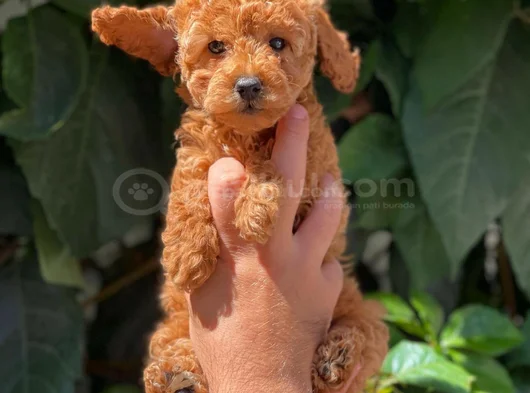 Toy Poodle Bebekler Hazir görsel