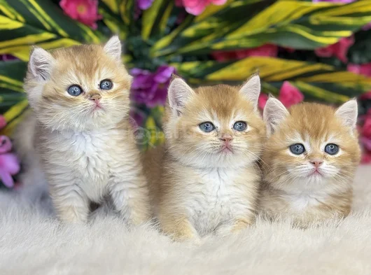 A Kali̇te Her Ci̇ns Sinirli Adet görsel