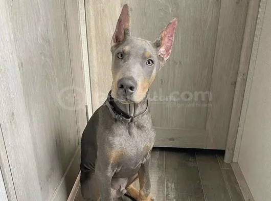 Blue doberman bebeklerimiz yeni ailesini arıyor