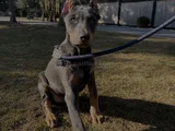 Blue Doberman Bebeklerimiz Yeni Ailesini Arıyor