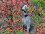 Blue doberman yavrular mevcuttur