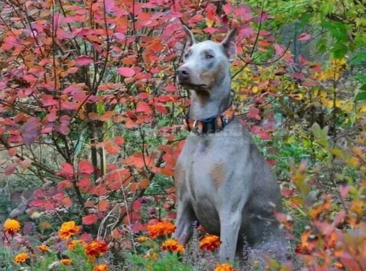 Blue Doberman Yavrular Mevcuttur