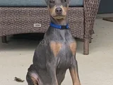 Blue Doberman Yavrular Mevcuttur