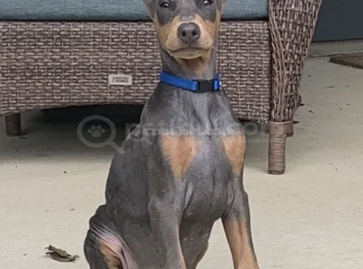 Blue Doberman Yavrular Mevcuttur görsel