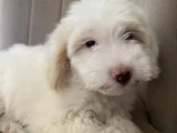 Linaya Yuva Arıyoruz
