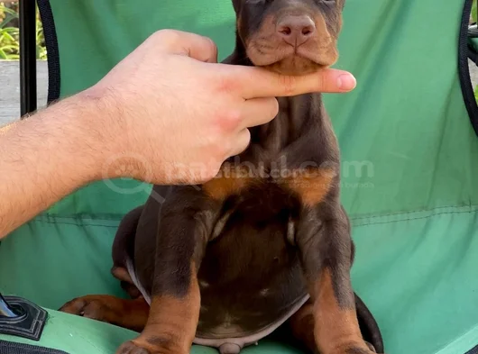 Üst Düzey Doberman Yavrular Hazir görsel
