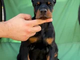Üst Düzey Doberman Yavrular Hazir