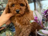Toy Poodle Ev Ortamindan