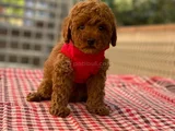 Toy poodle ırk ve sağlık garantili