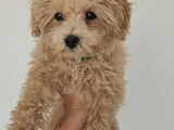4 Aylık Temel ve tuvalet egitimli Toy Poodle