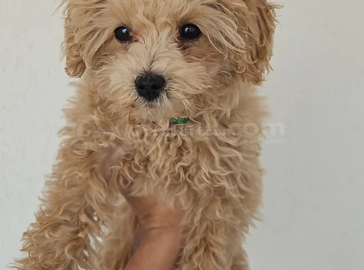 4 Aylık Temel Ve Tuvalet Egitimli Toy Poodle