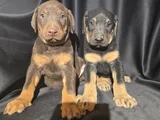 Üst Kalite Doberman Yavrular
