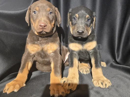 Üst Kalite Doberman Yavrular görsel