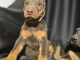 Üst Kalite Doberman Yavrular