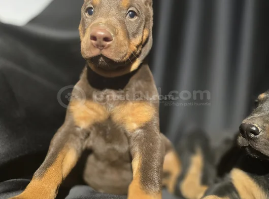 Üst Kalite Doberman Yavrular görsel