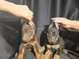 Üst Kalite Doberman Yavrular