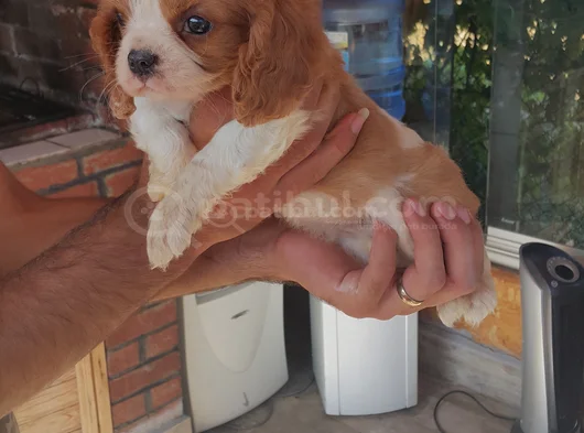 Annesi̇ni̇n Tek Ve Yakişikli Oğlu Cavali̇eri̇mi̇z görsel