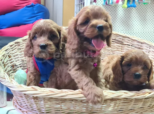 İnanilmaz Güzelli̇kte Gerçek Cavapoo Yavrular görsel