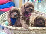 İnanilmaz Güzelli̇kte Gerçek Cavapoo Yavrular