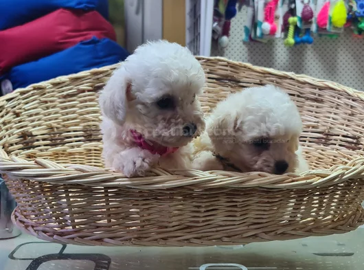 Kivir Kivir Gerçek Orji̇nal Bi̇chon Fri̇se Sadece Bi̇zde görsel