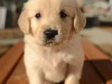 Harika Surat Safkan Golden Retriever Yavruları