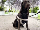 Yuva Ariyoruz Chocolate Labrador