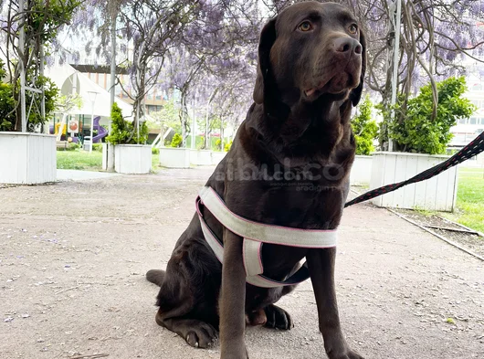 Yuva Ariyoruz Chocolate Labrador görsel