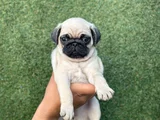 Hamburger Surat Pug Yavrular