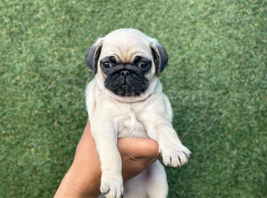Hamburger Surat Pug Yavrular görsel