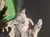 Mi̇ni̇k Yavru Kedi̇ler Yuva Ariyor