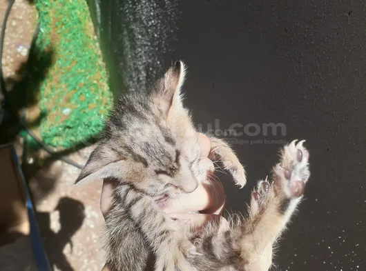 Mi̇ni̇k Yavru Kedi̇ler Yuva Ariyor görsel