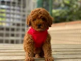 Toy Poodle Irk Ve Sağlık Garantili