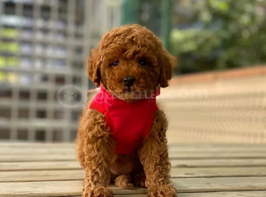Toy Poodle Irk Ve Sağlık Garantili görsel