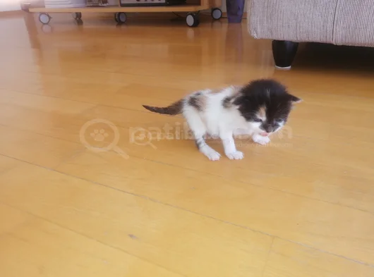 Hikayesi Olan Yavru Kedi Sahip Arıyor görsel