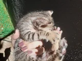 MİNİK YAVRU KEDİLER YUVA ARIYOR